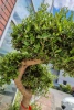 Drzewo oliwne sylvestris bonsai 180 cm