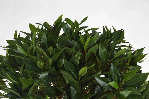 Sztuczne drzewko laurowe De Luxe 140 cm 1036 liści