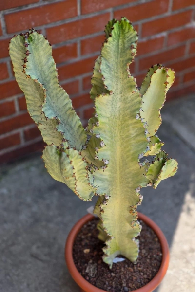 Kaktus Euphorbia ingens marmorata 100 cm