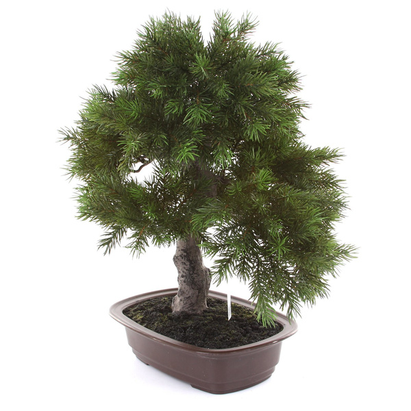 Sztuczne drzewko Bonsai Sosna Pinia 48 cm w brązowej ceramicznej doniczce