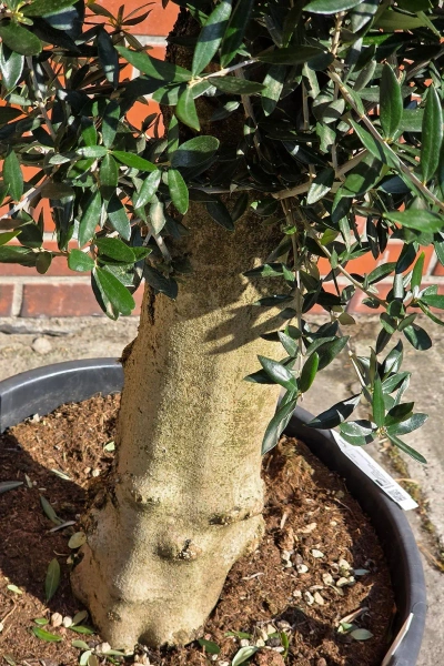 Oliwka europejska Olea europaea 150 cm