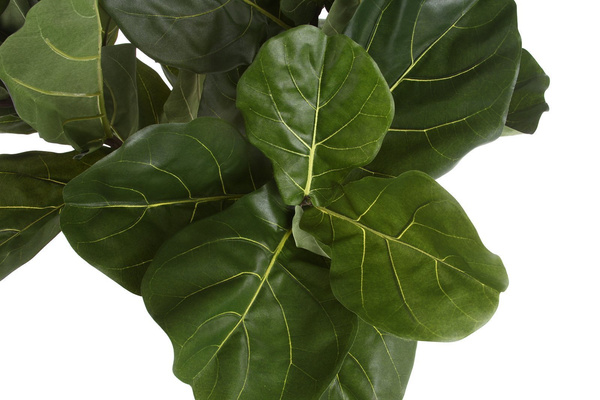 Sztuczny Fikus Lyrata dębolistny 110 cm pień drewniany