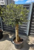 Oliwka europejska Olea europaea 160 cm gruby pień