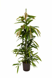Figowiec wierzbolistny Ficus Amstel King 110 cm MK18/19