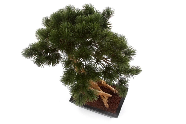 Sztuczny Bonsai Pinia Sosna Parviflora 55 cm w czarnej ceramicznej doniczce