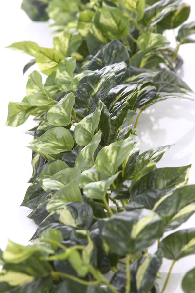 Sztuczne Epipremnum Pothos girlanda gęste pnącze 180 cm
