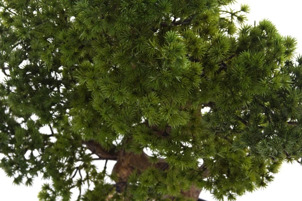Sztuczny Bonsai Pinia Sosna 68 cm w czarnej doniczce
