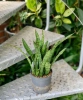 Sansevieria kirkii w hydroponice 30 cm MK13/12