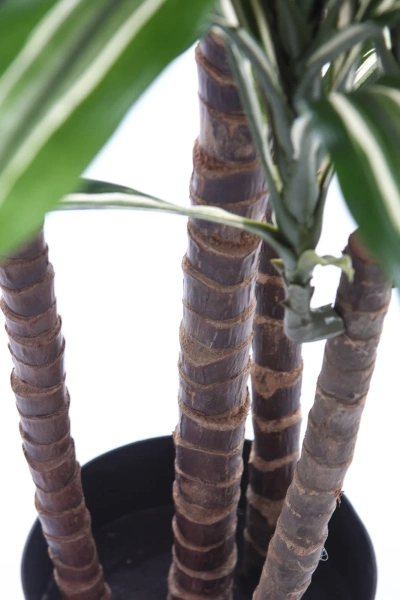 Sztuczna dracena fragrans variegated 150 cm 81 liści