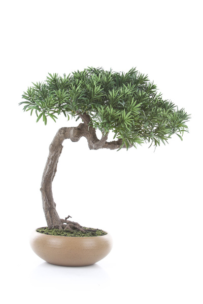 Sztuczny Bonsai Podocarpus Shankan 60/50 cm
