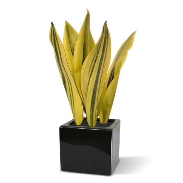 Sztuczna Sansewieria 30 cm żółto-zielona