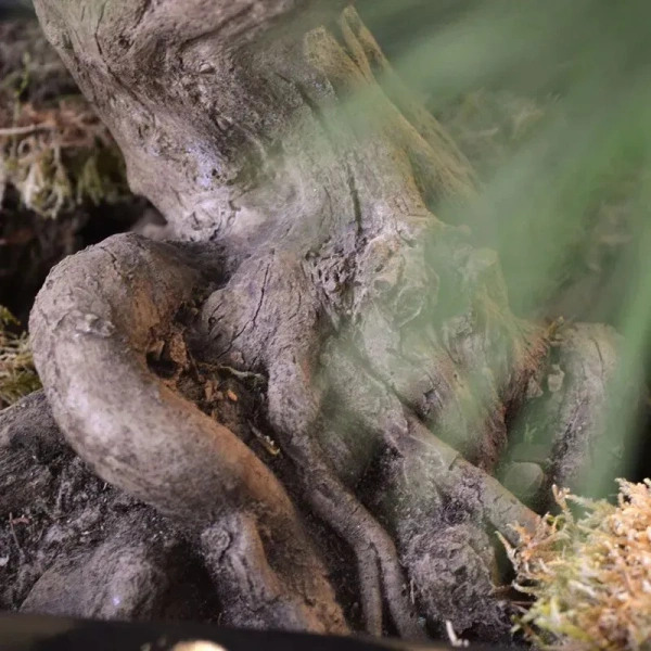 Sztuczny Bonsai Pinia Sosna 60 cm UV