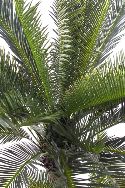 Sztuczny Cycas 145 cm 42 liście UV