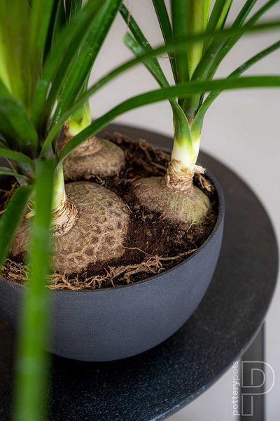 Peter S 20/12 doniczka misa kamienna zielona pine green