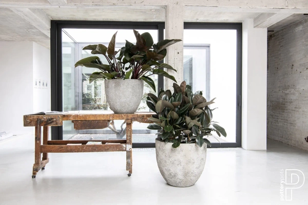 Bernd S 33/37 naturalna osłonka cesarska biel imperial white