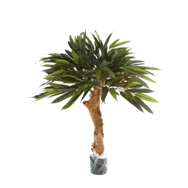 Sztuczny Fikus Longifolia 90 cm na drewnianym pniu deluxe
