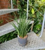 Sansevieria kirkii fernwood 35 cm MK13/12