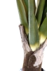 Sztuczna Kolokazja wysoka na pniu 160 cm