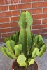Kaktus Euphorbia Ingens 85 cm