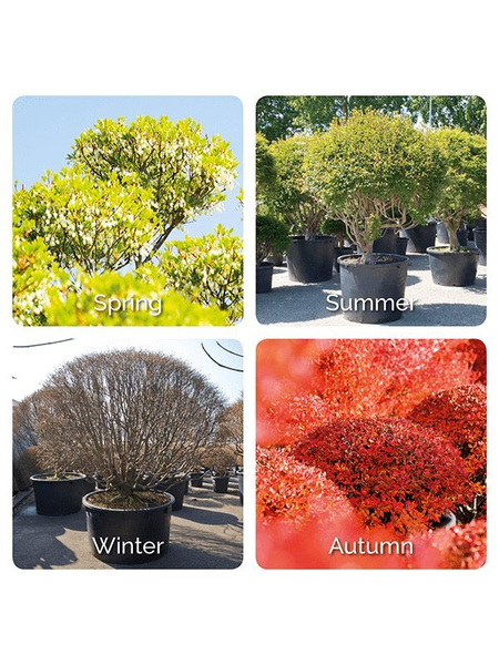 Enkiant dzwonkowaty Enkianthus perulatus 60 cm