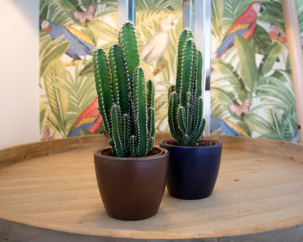 NUBIA 8 mała osłonka na kaktusy ciemno niebieska