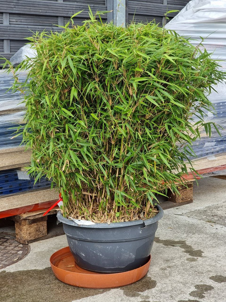 Bambus Fargesia rufa 95 cm d40cm