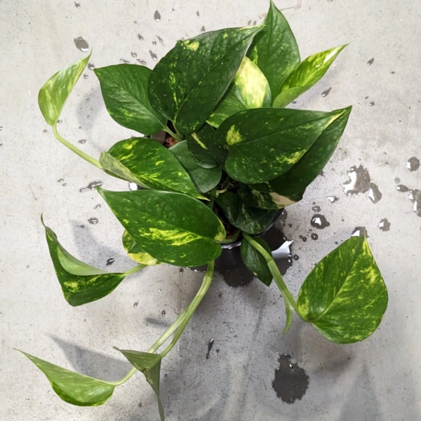 Scindapsus epipremnum aureus MK13/12 w hydroponice