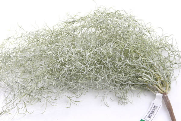 Sztuczna Gęsta Oplątwa Tillandsia pnącze 95 cm szara