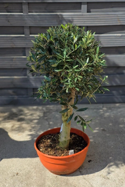 Drzewko oliwne 90 cm gruby pień