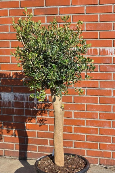 Drzewko oliwne 165 cm