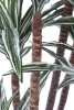 Sztuczna Dracena 150-160 cm 150 liści naturalny pień