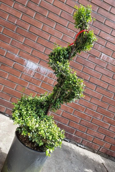 Ostrokrzew karbowanolistny Ilex Crenata spiralny 120 cm