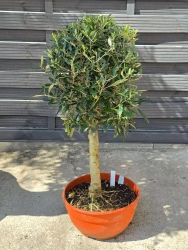 Drzewko oliwne 90 cm