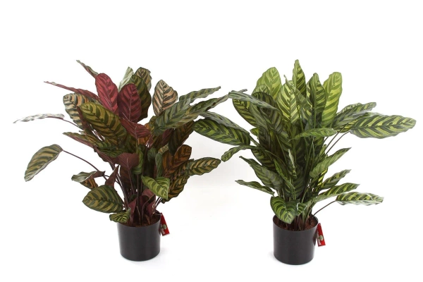 Sztuczna Kalatea gęsta czerwona 80 cm 65 liści