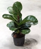 Figowiec dębolistny Ficus Lyrata Bambino 35 cm MK11/9