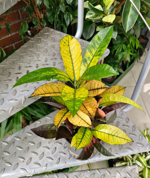 Kroton mrs. iceton 30 cm MK13/12 w hydroponice