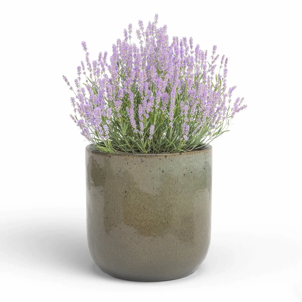 Jupiter 16/16 ciemnozielona osłonka ceramiczna rusty green