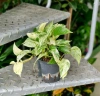 Scindapsus marble queen MK13/12 w hydroponice