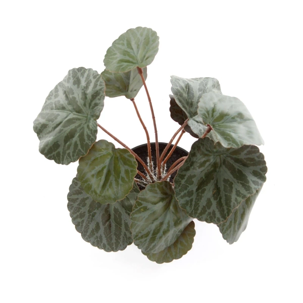 Sztuczna Saxifraga zielono-czerwona 25 cm