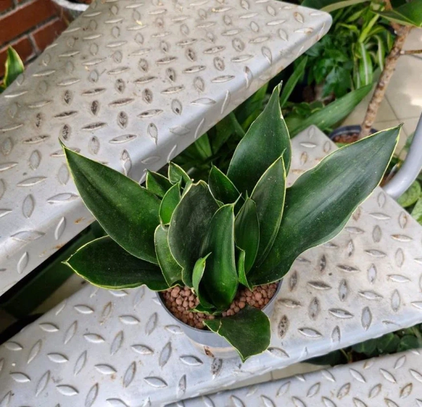 Sansevieria black diamond w hydroponice 30 cm MK13/12