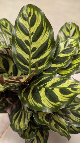 Calathea Kalatea makoyana w hydroponice MK13/12 wielobarwna