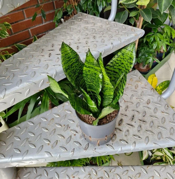 Sanseviera zeylanica compacta MK13/12 w hydroponice