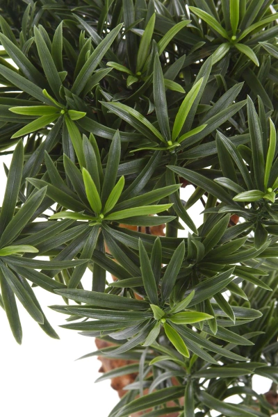 Sztuczny Bonsai Podocarpus 65 cm UV