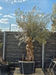 Drzewo oliwne Oliwka europejska 280 cm gruby pień