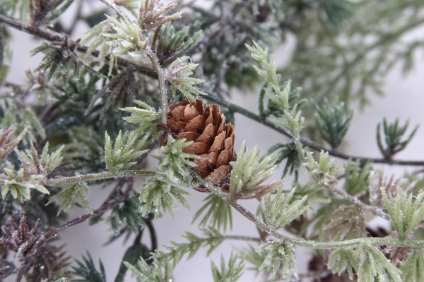 Sztuczny Modrzew oszroniony girlanda pnącze 190 cm