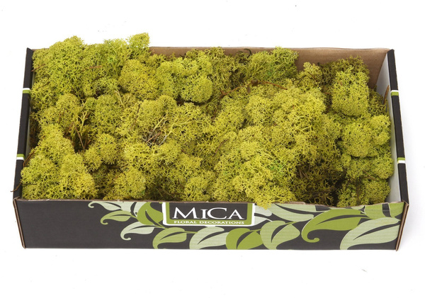 Sztuczny Mech Reniferowy chrobotek 500g jasnozielony