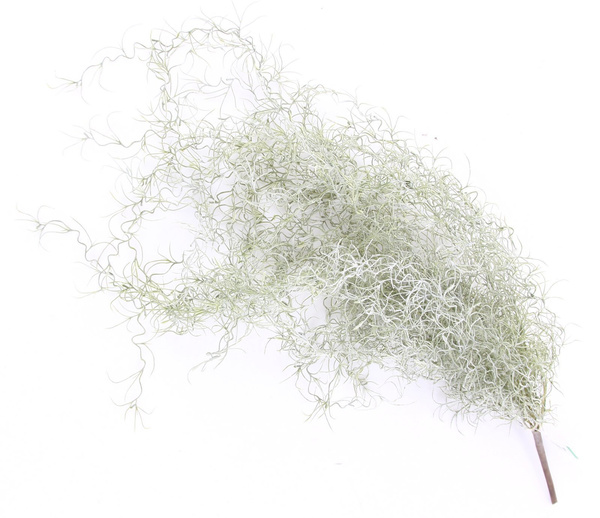 Sztuczna Gęsta Oplątwa Tillandsia pnącze 95 cm szara