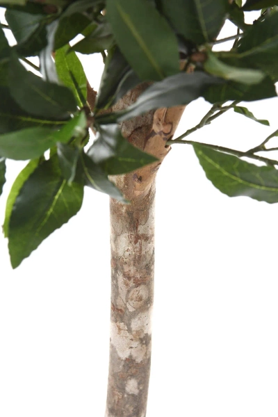 Sztuczne drzewko laurowe De Luxe 140 cm 1036 liści