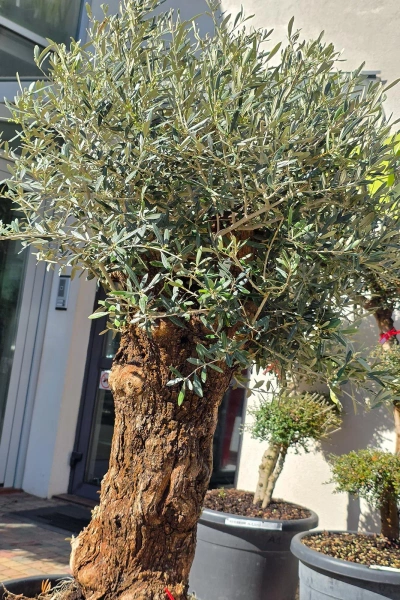 Drzewko oliwne 200 cm gruby pień