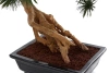 Sztuczny Bonsai Pinia Sosna Parviflora 55 cm w czarnej ceramicznej doniczce